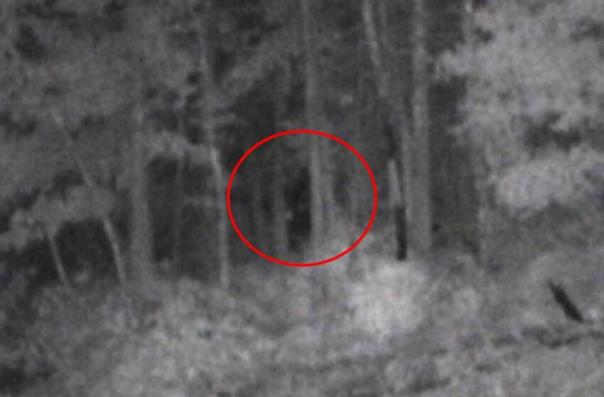  The Proof Is Out There: NEW BIGFOOT SIGHTING in North Carolina
