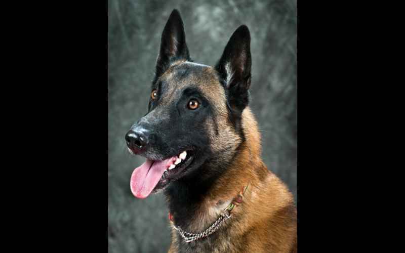  HOGE’S HEROES: YODA THE K9 FEELS THE FORCE, TAKES DOWN CONVICTED MURDERER