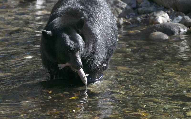  Vermont Couple Can Hardly Bear the Ursine Invader Sitting in Their Hammock