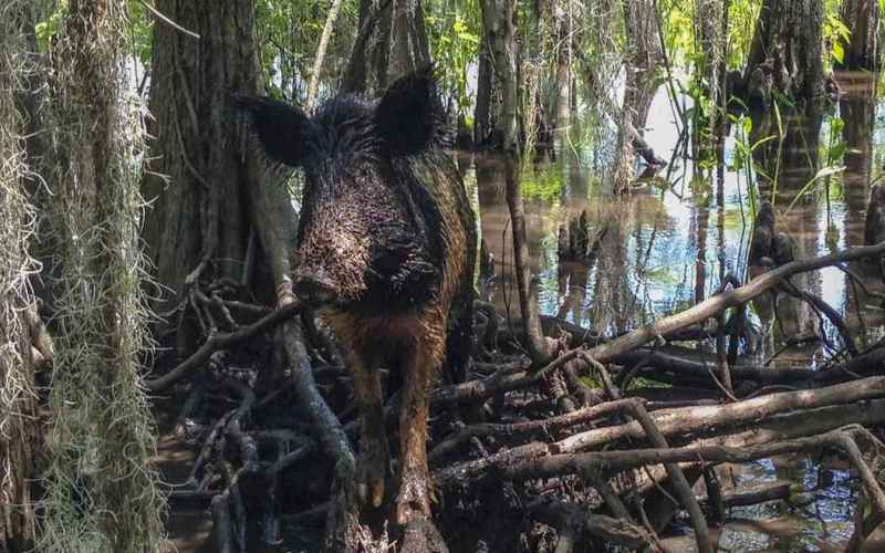  Feral Hog Attacks! Swine More Dangerous Than Sharks, Bears.