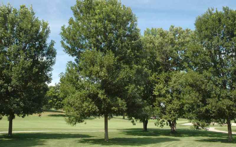  Woke Canada Update: Race-Based Tree Planting in the Name of ‘Tree Equity’