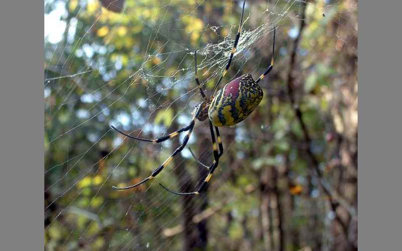  New York Faces Invasion of Hand-Sized Flying Spiders – but They Should’t Worry