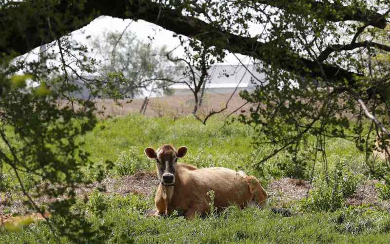  World-Beater Cow Fetches $4 Million at Auction: Animal Is ‘Closest to Perfection’