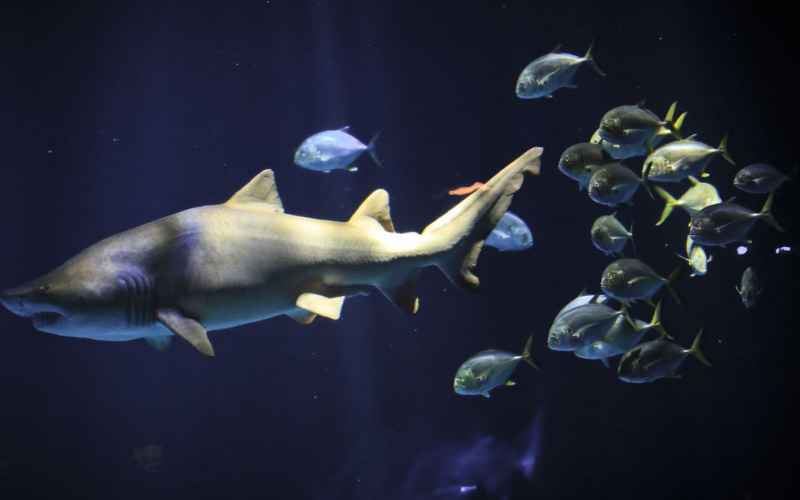  Nature Gets Weird: Now, It’s Cocaine Sharks