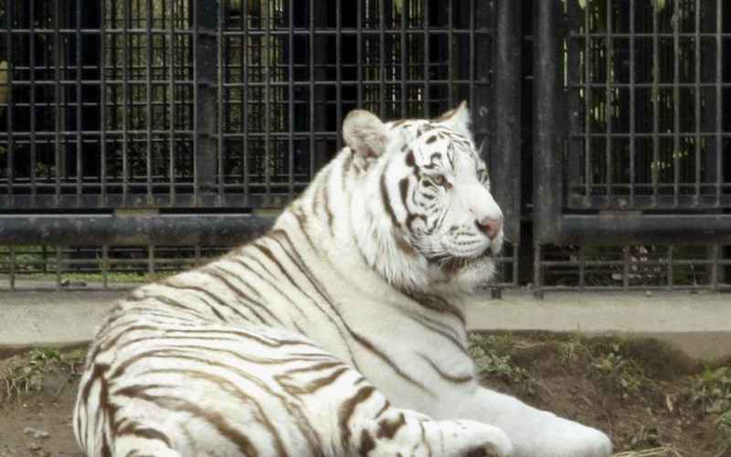 Stupid Is As Stupid Does, Ma’am – NJ Woman Scales Fence, Sticks Hand in Tiger Enclosure