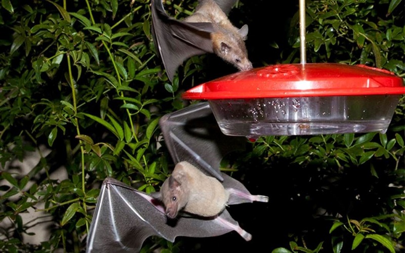  This New York Times Editorial Is So Unhinged It Can Only Be Described As ‘Bat-Crap Crazy’