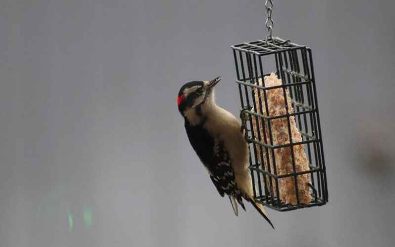  What’s Wrong With Birdwatching Nothing My History As a Birder.