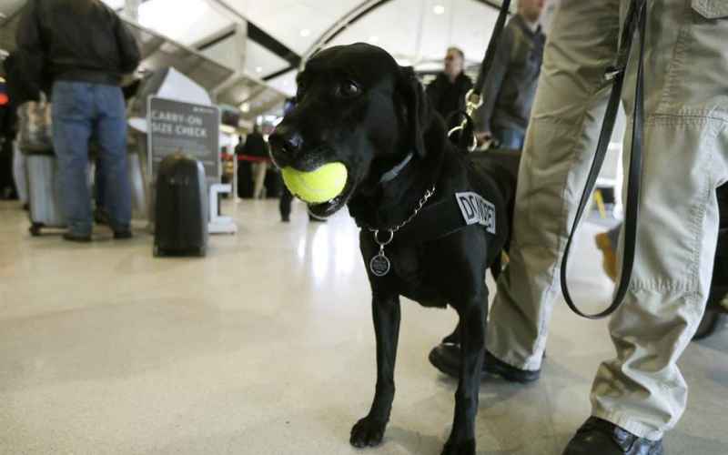  Feel-Good Friday: TSA Explosives Detection Dogs Get Great Retirement Send-Off Parties