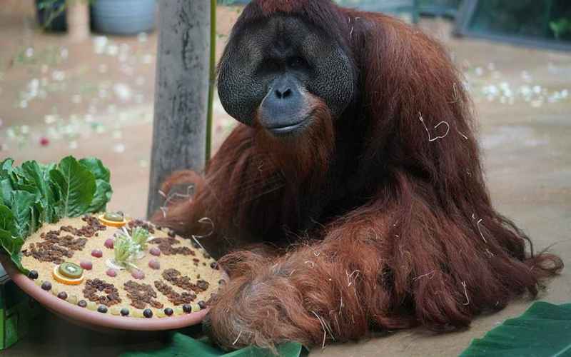  Meanwhile, Orangutan Bolts Zoo Enclosure by Swinging in ‘Cartwheel-Like Motion’ in Ingenious Escape