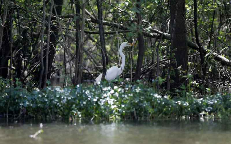  Illegal Alien Attacks Rare Bird, Gets Deported