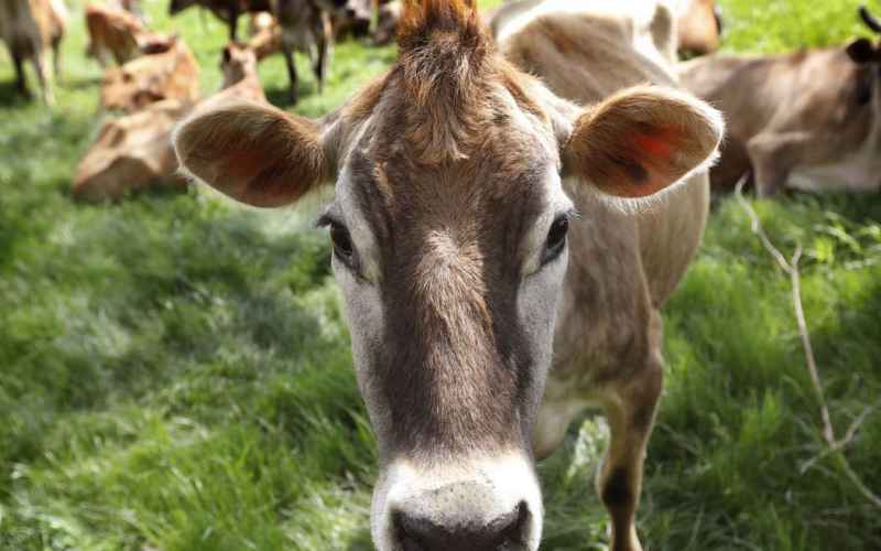  High-Tech Taking Over As Smart Farms Introduce Robot Cow Milking
