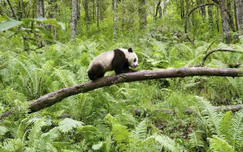  The Annual Earth Day Conflict Report From Bald Hedgehogs to Witch Executions to Deadly Cereal