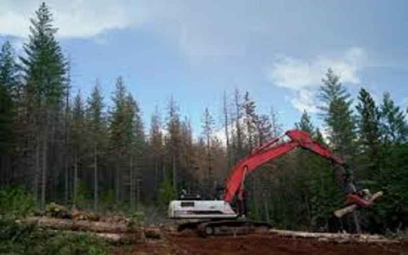  Trump Admin Rolls Back Forest Protections to Ramp up Logging