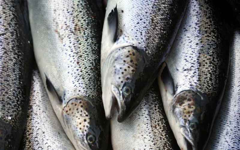  Unintended Consequences Tariffs May Have Unseen Effects for Alaskan Fisheries